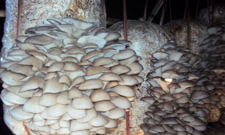 अध्ययनसँगै च्याउखेती