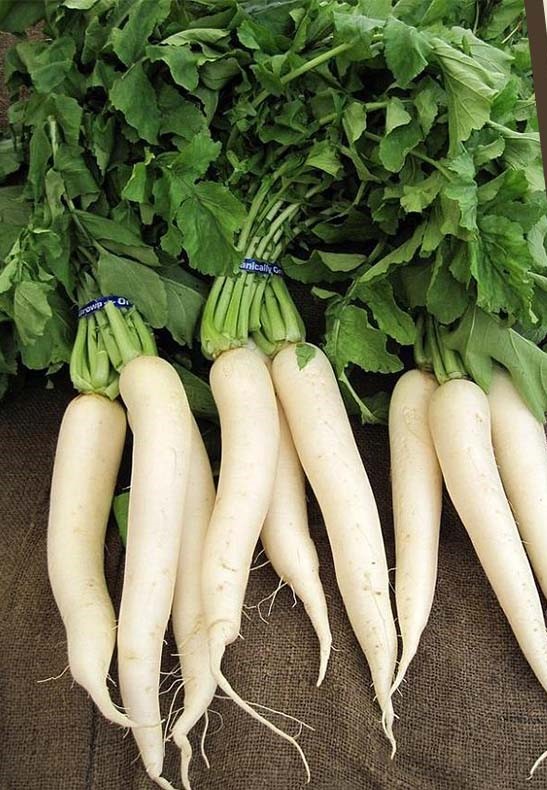 मुला सेवन गर्दाका फाइदाहरू