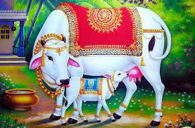 आज गाई तिहार :गाईको  पुजा गरेर खाना दिई मनाइदै।