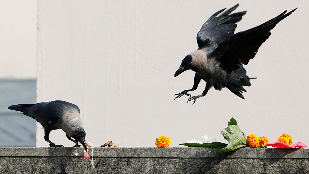 नेपालीहरूकाे दोस्रो ठूलो चाड तिहार शुरू, आज काग तिहार मनाइँदै