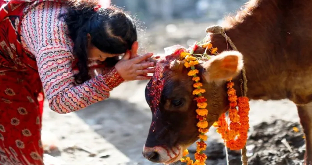 आज तिहारको चौँथो दिन गाईको पूजाआजा गरी मनाइँदै