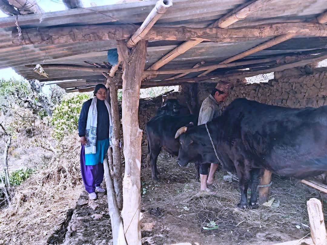 हल गाेरू पाल्ने तीन सय किसानलाई अनुदान दिँदै रिव्दीकाेट गाउँपालिका