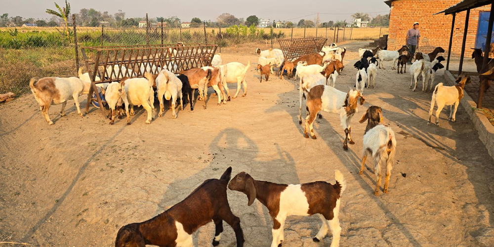 विदेशबाट फर्किएका युवा बाख्रापालन व्यवसायमा सं‌लग्न