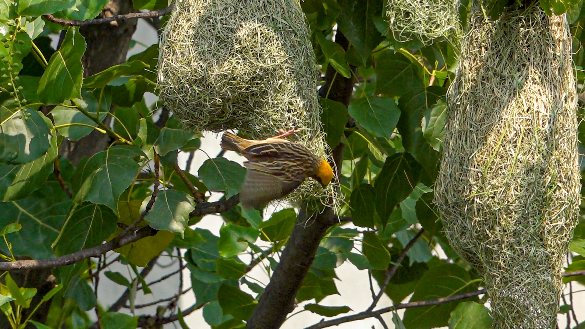 गुँड बनाउने कलामा निपुण: तोप चरा (तस्विर सहित)