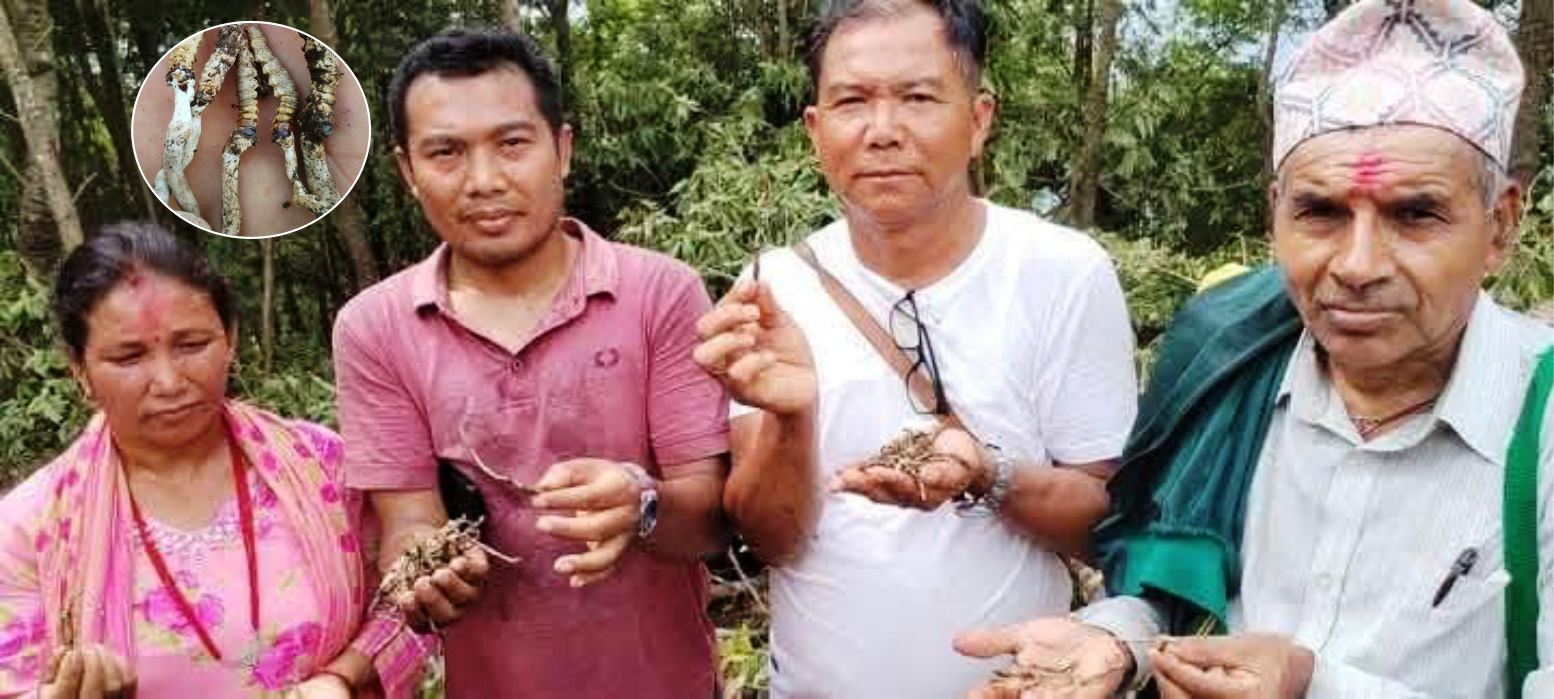 पाल्पामा यार्सागुम्बा भटिएकाे पुष्टि