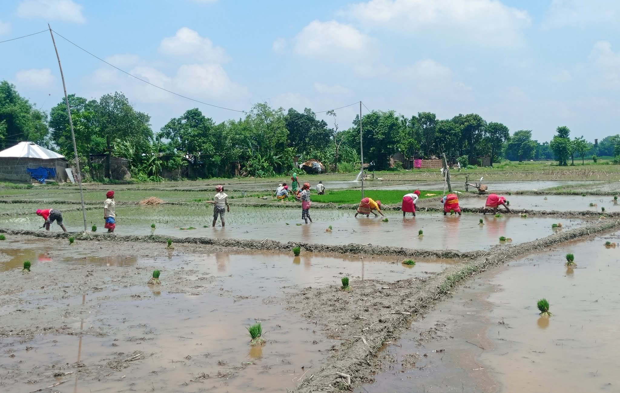 देशभर हालसम्‍म साढे १५ प्रतिशत धान रोपाइँ सम्पन्न