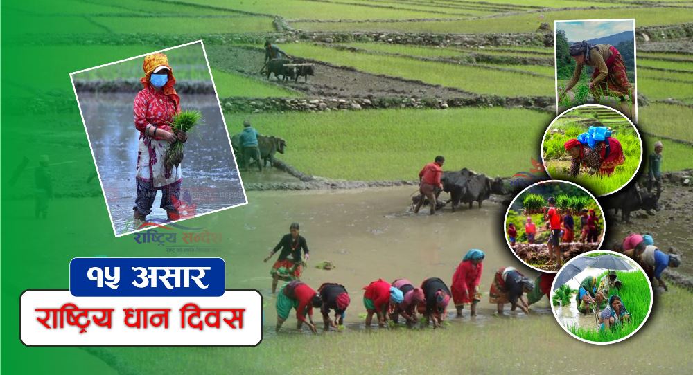 आज १५ असार राष्ट्रिय धान दिवस मनाउँदै