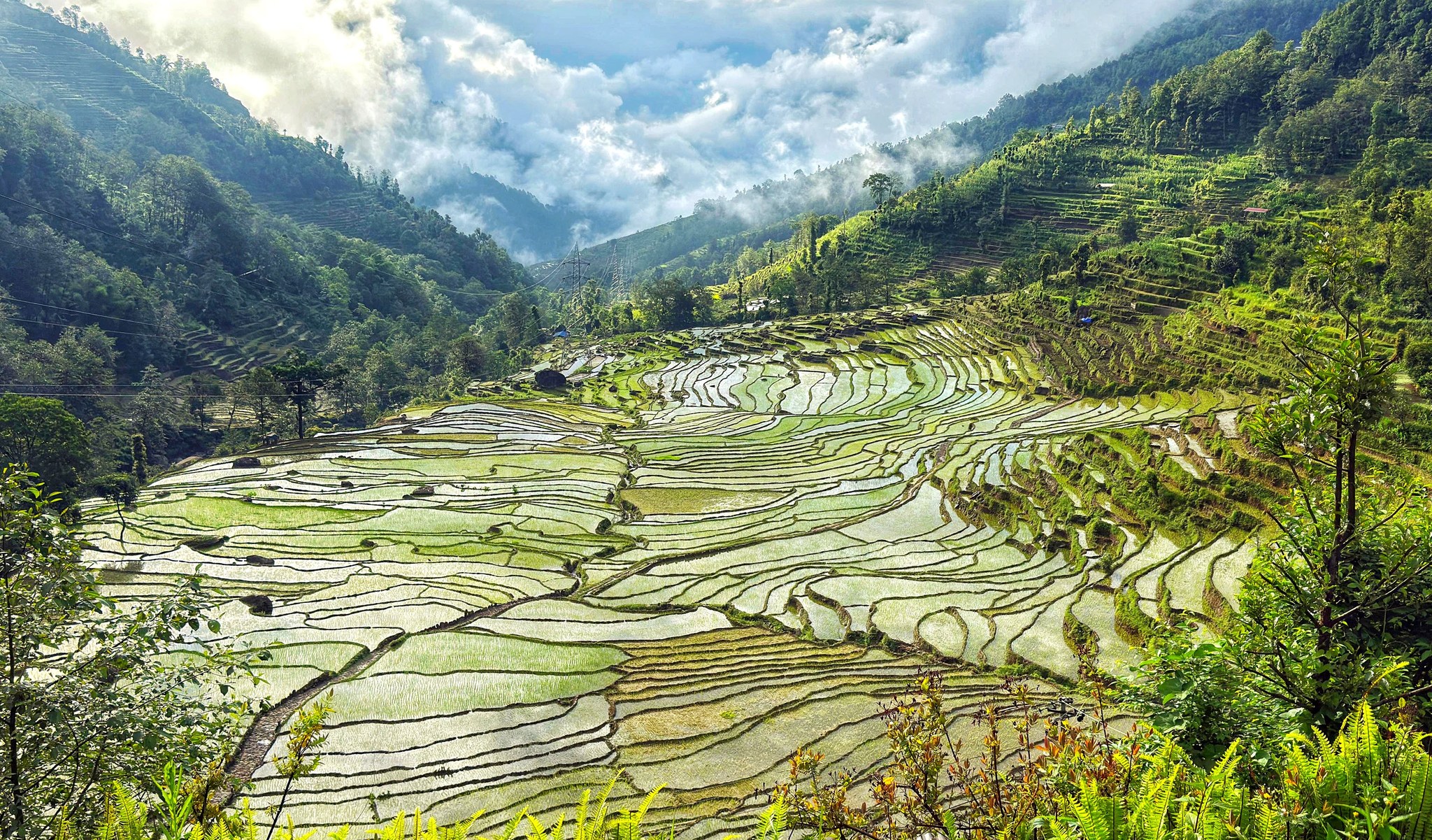 देशभर २०.३ प्रतिशत मात्र धान रोपाइँ सम्‍पन्‍न