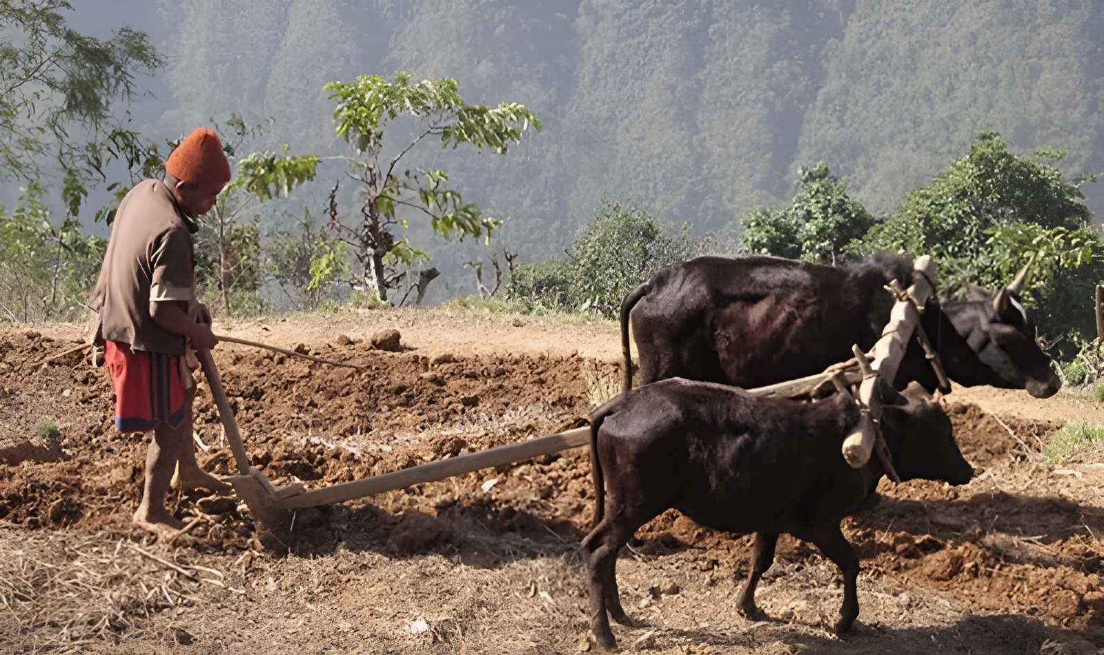 हल गोरु पाल्ने किसानले पाए गाउँपालिकाको अनुदान
