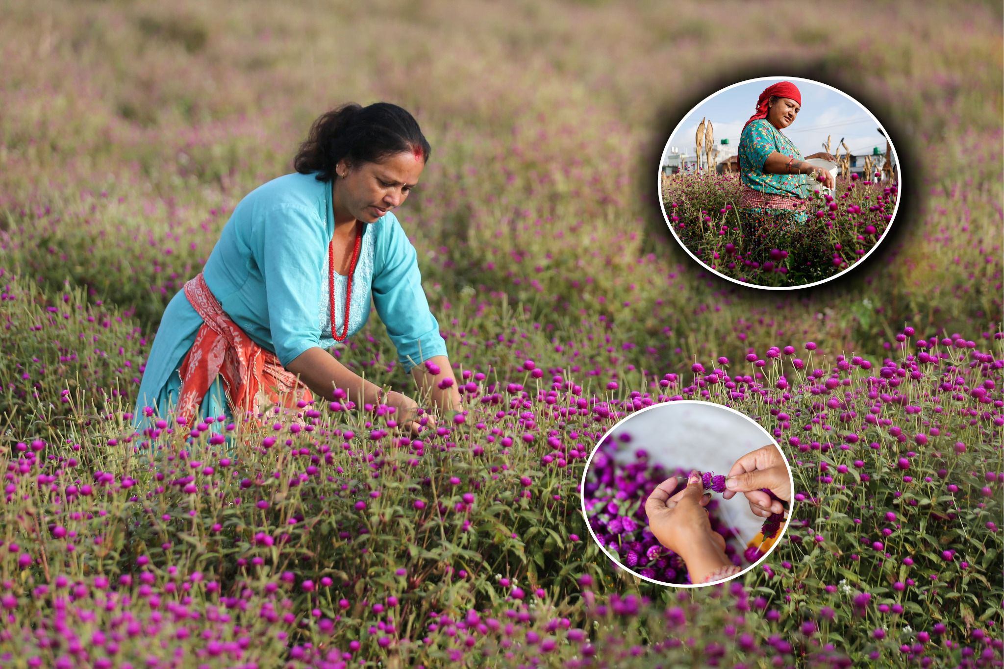 तिहार नजिकिएसँगै भक्तपुरको गुन्डुमा तिहारका लागि मखमली फूल टिप्‍न व्‍यस्‍त
