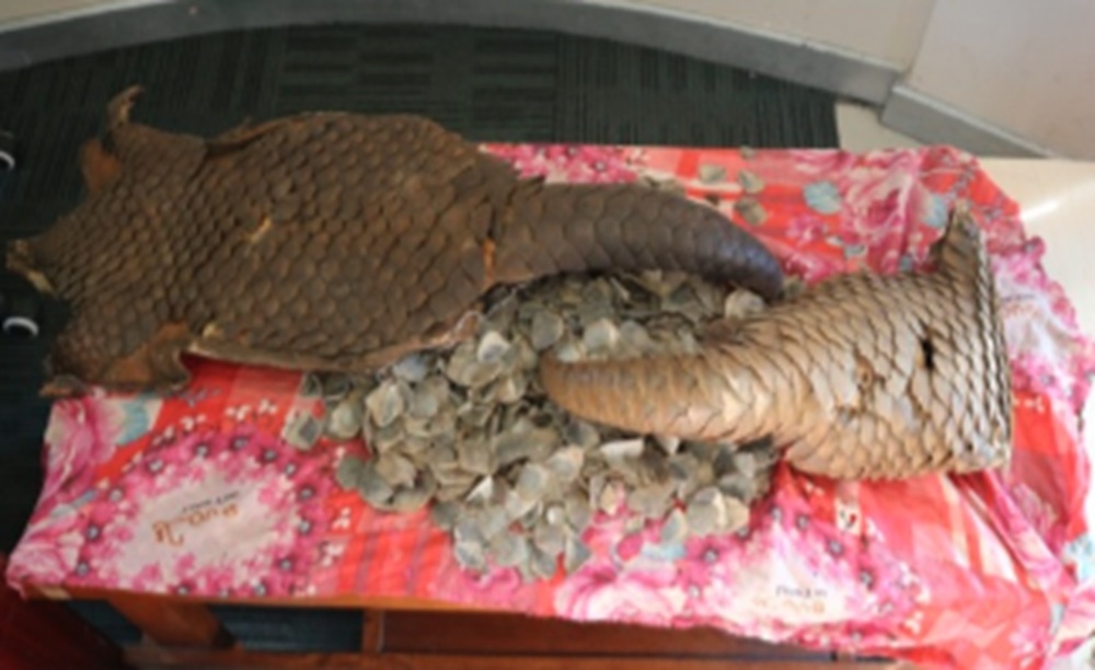 सालकको खपटा र छाला जस्तो देखिने आखेटोपहारसहित दुई जना पक्राउ