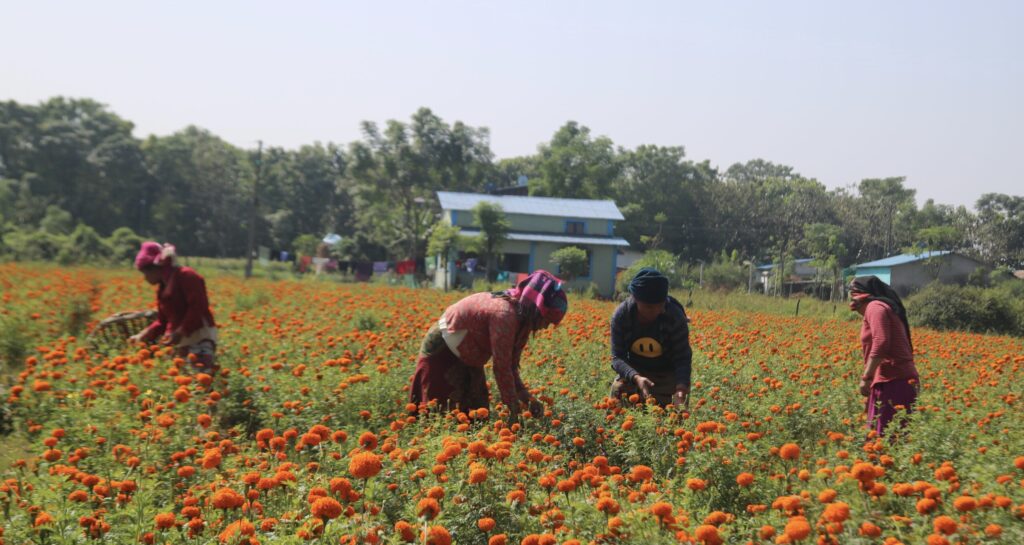 फुलखेतीमा देश आत्मनिर्भर बन्दै, ८ अर्ब ८३ करोड रुपैयाँ भन्दा धेरै लगानी