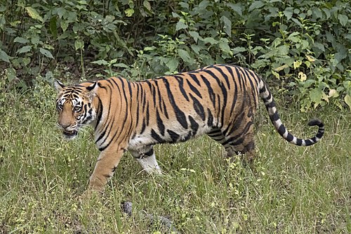 चितवन राष्ट्रिय निकुञ्जमा बाघ गणना सुरु