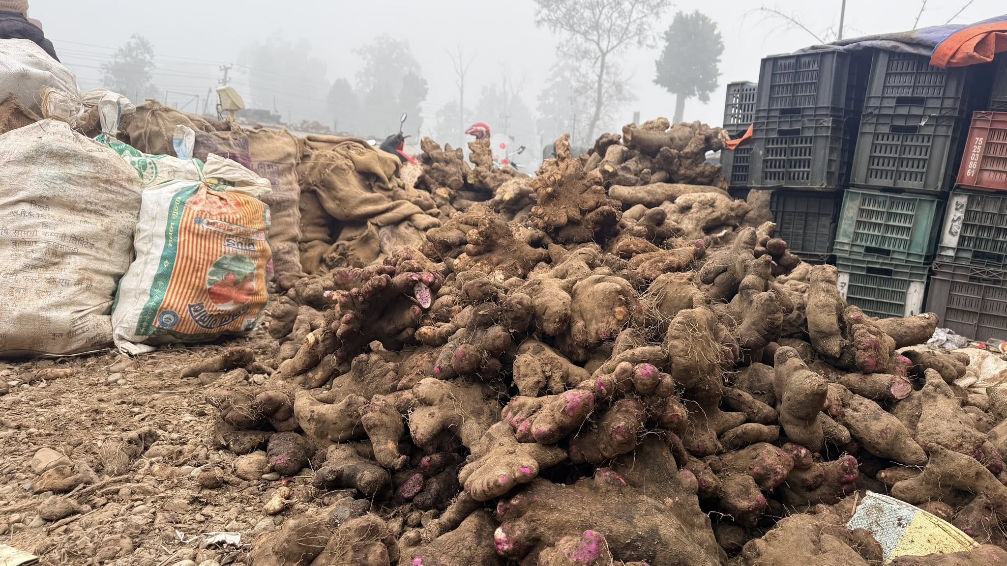 माघे संक्रान्तिले बढायो तरुलको कारोबार तीव्र