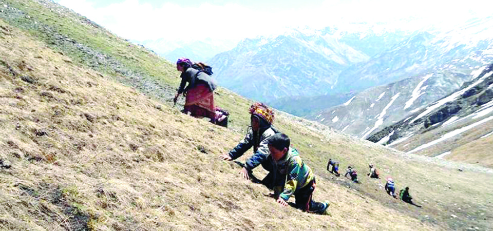 जेठ १० गते सबैले यार्सागुम्बा सङ्कलन गर्न पाउने