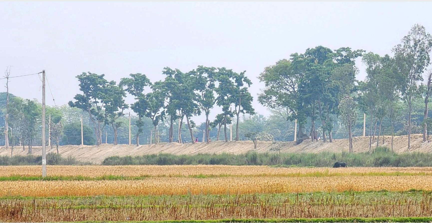 सीमा क्षेत्रको बाँध अग्लो बनाउँदा, गौर डुबानको जोखिममा